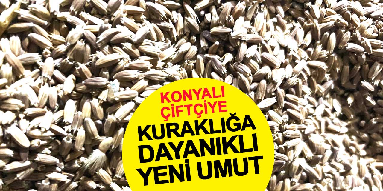 Çiftçiye, kuraklığa dayanıklı yeni umut: Pelemir