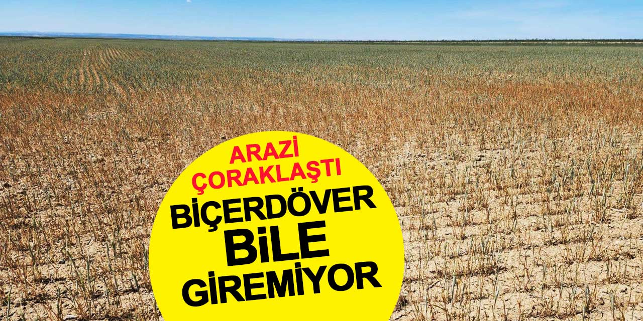 Konya'da arazi çoraklaştı: Biçerdöver bile giremiyor