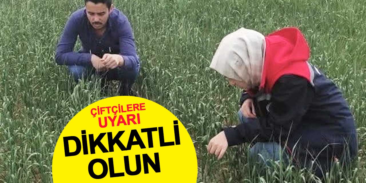 Konyalı çiftçiye süne uyarısı: Takipte olun