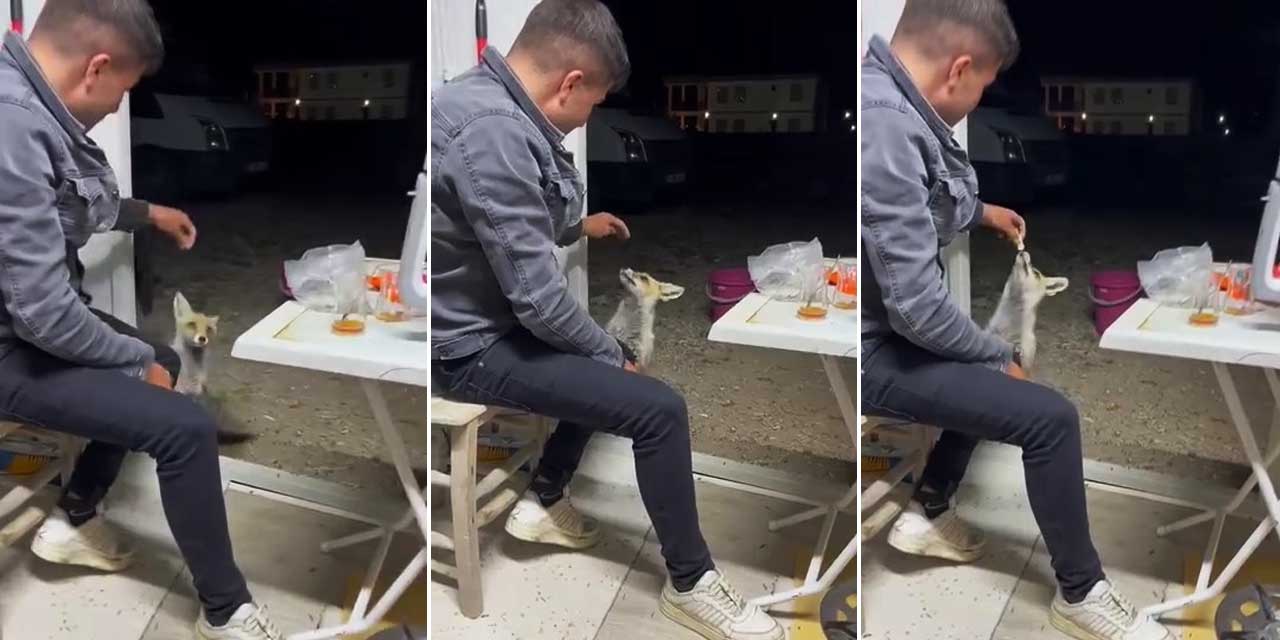 Aç kalan tilki köylülerin elinden yemek yedi