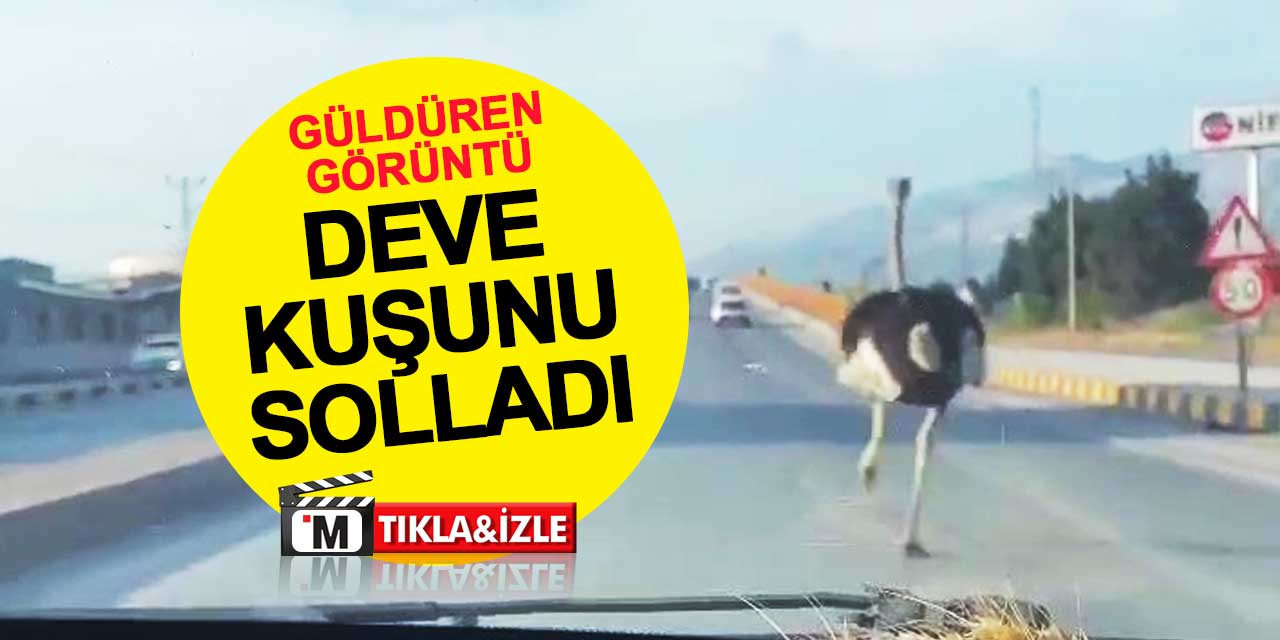 Trafikte güldüren görüntü: Deve kuşunu solladı