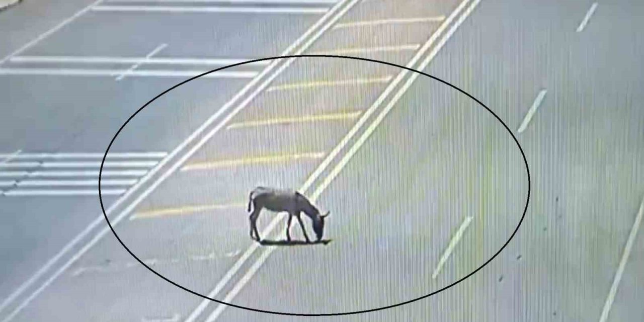 Ana yolda eşek krizi