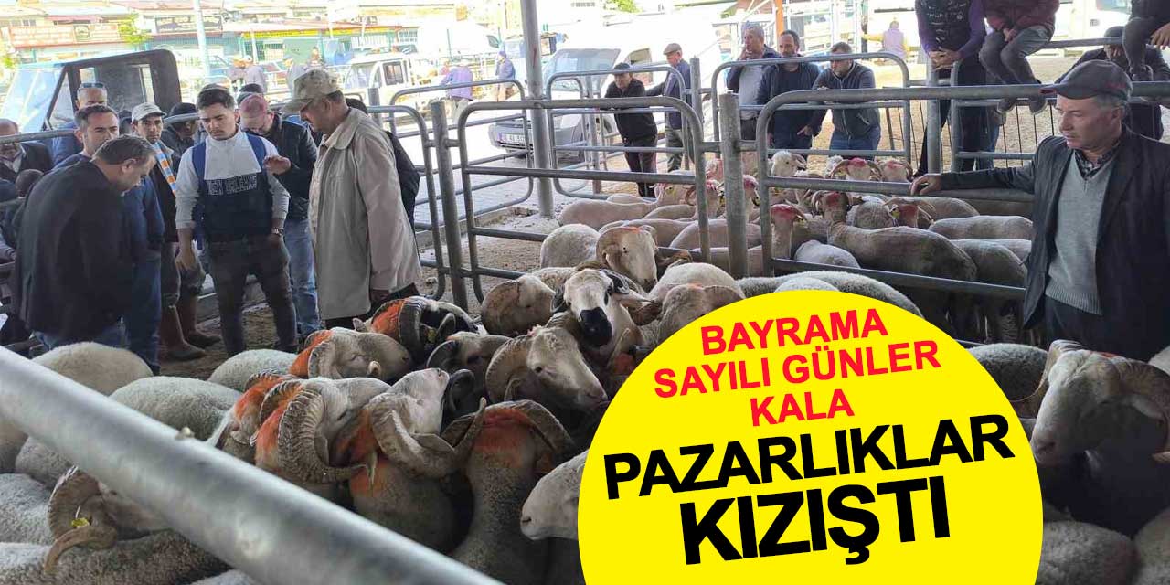 Bayrama sayılı günler kala küçükbaş kurbanlıklarda pazarlıklar kızıştı