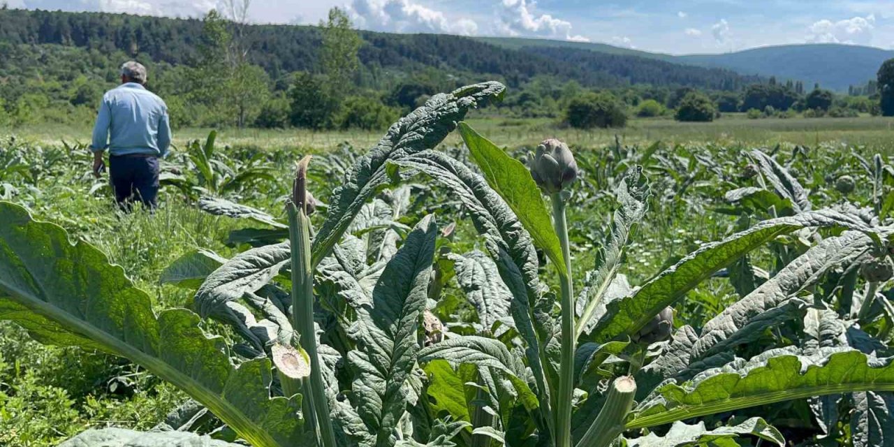 Tarladaki yüzlerce enginarı hırsızlar hasat etti