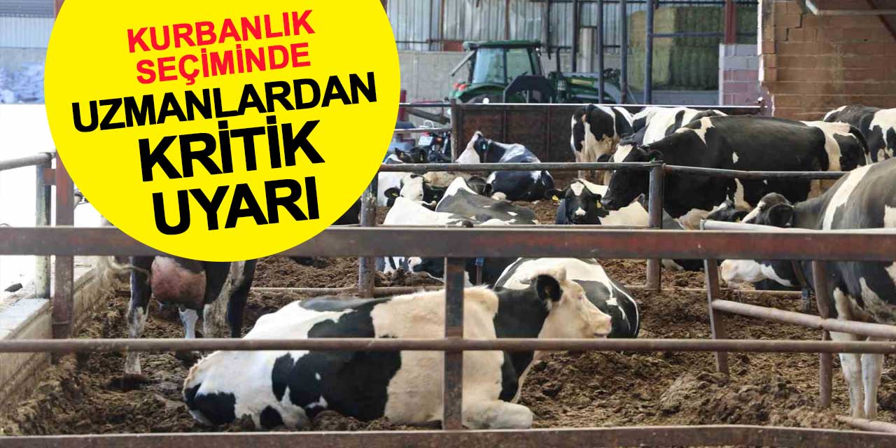 Kurbanlık Seçiminde Uzmanlardan Kritik Uyarılar