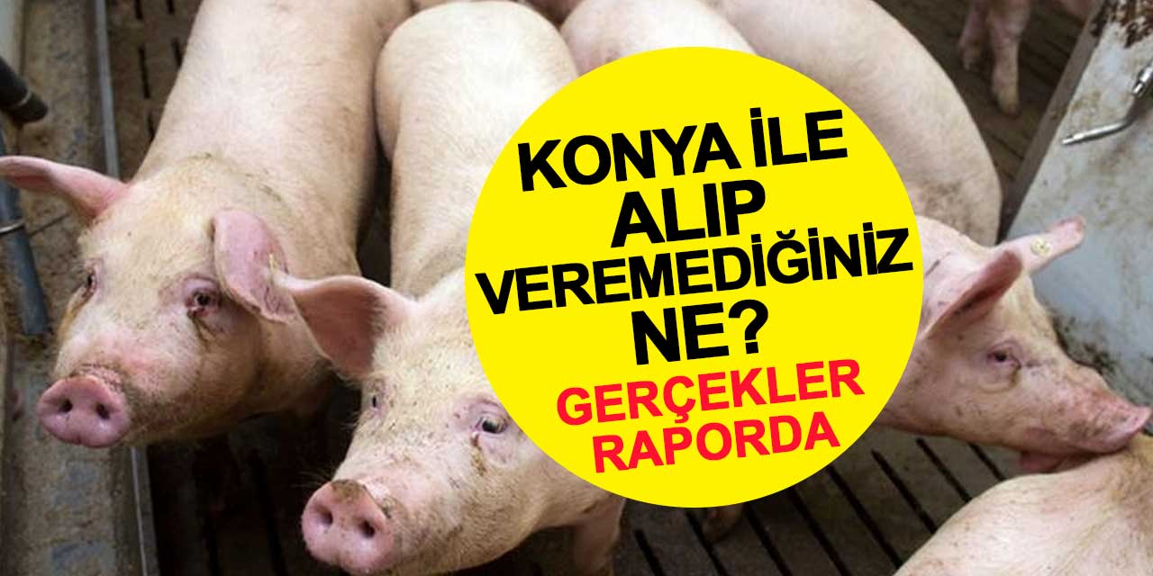 Domuz etli algı operasyonu çöktü: Konya ile alıp veremediğiniz ne?