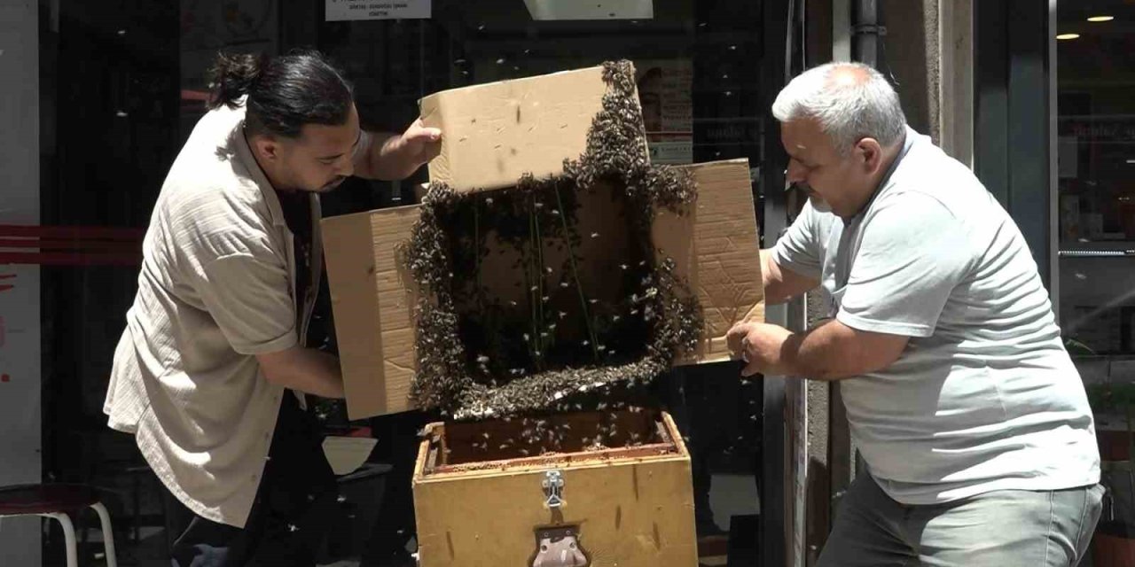 İş merkezini binlerce arı bastı