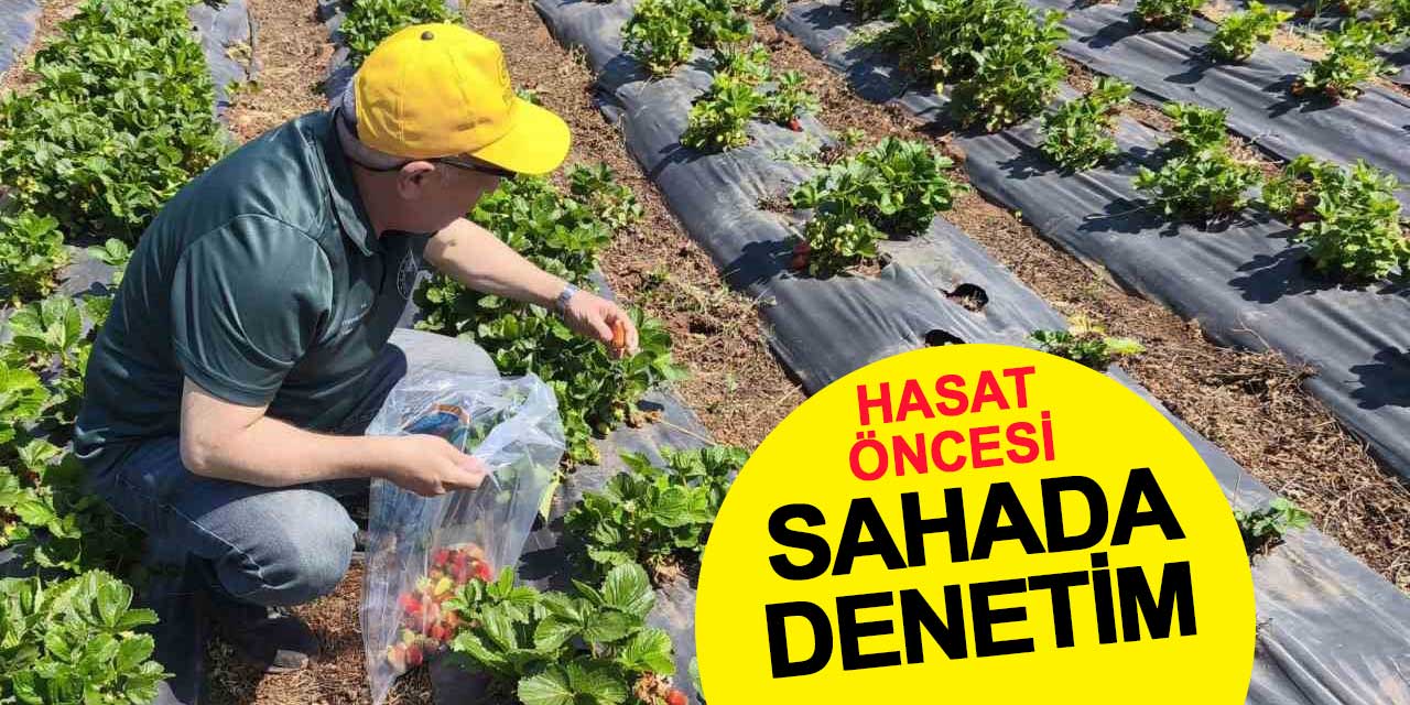Çilek hasadı öncesi sahada denetim