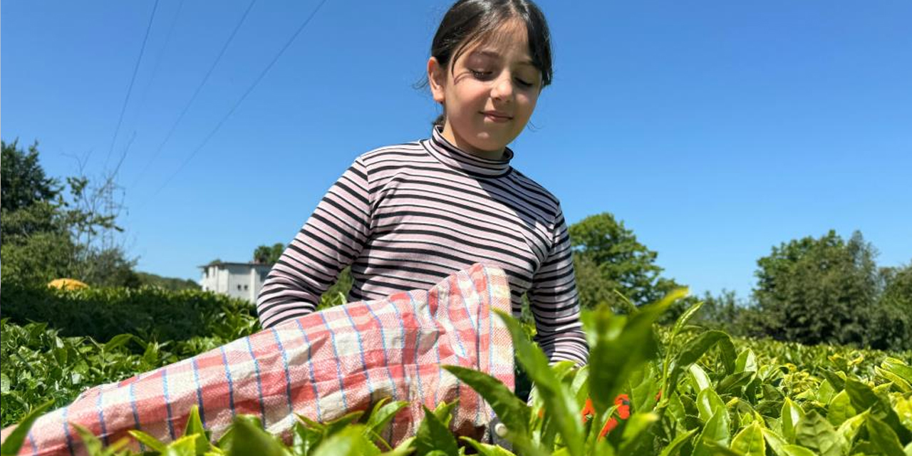 "ÇAY-KR"izi: ÇAYKUR kontenjanı dekara 25 kilograma düşürdü