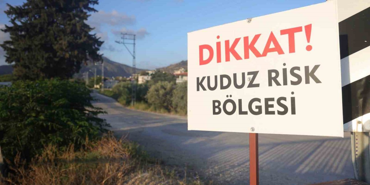 Kuduz karantinasına alınan 4 mahallede başıboş köpekler toplanıyor