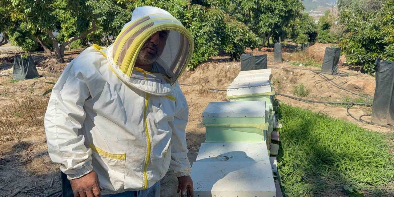 Gazipaşa'da ayı dehşeti: Arı kovanlarını parçalayıp balları yedi