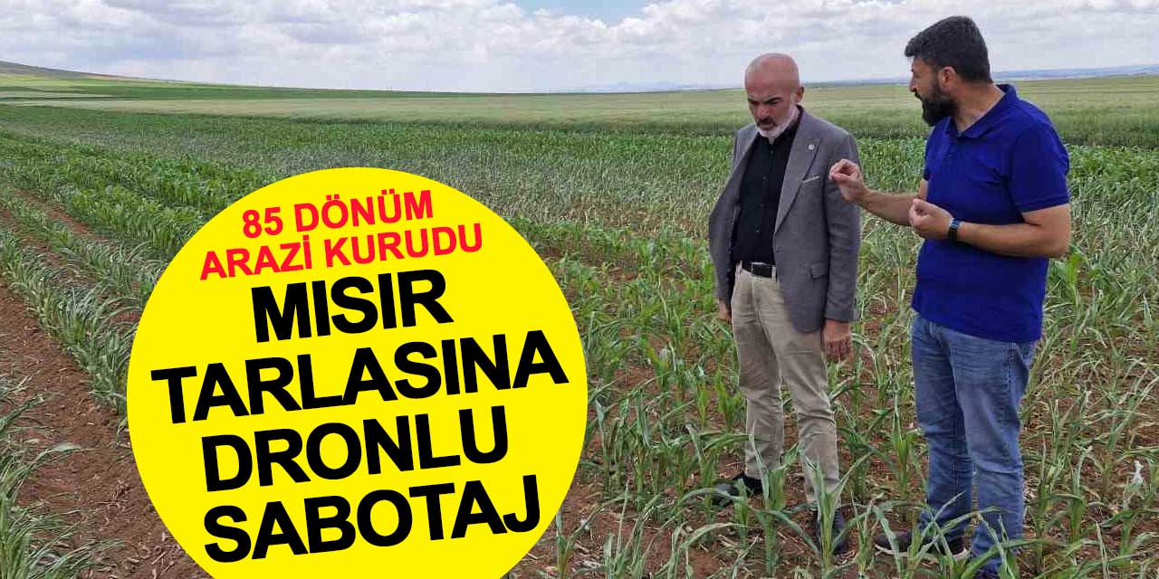 Mısır tarlasına dronlu sabotaj: 85 dönüm arazi kurudu