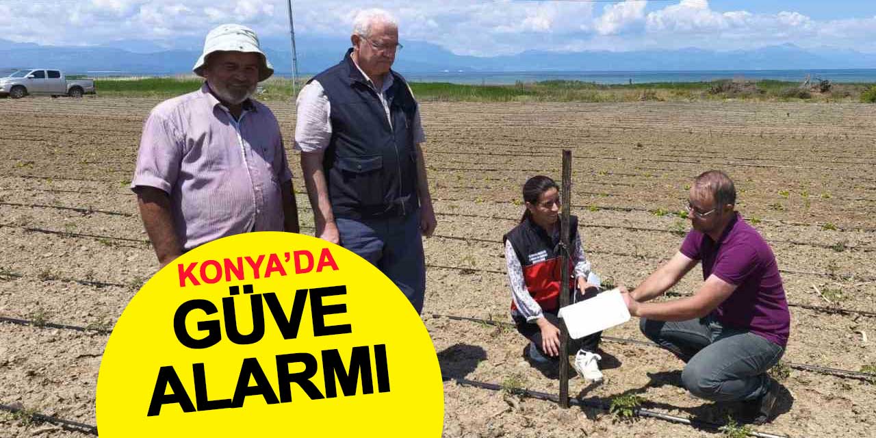 Konya'da domates güvesi alarmı