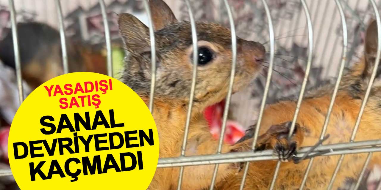 İnternetten sincap satacaktı, sanal devriyeden kaçamadı