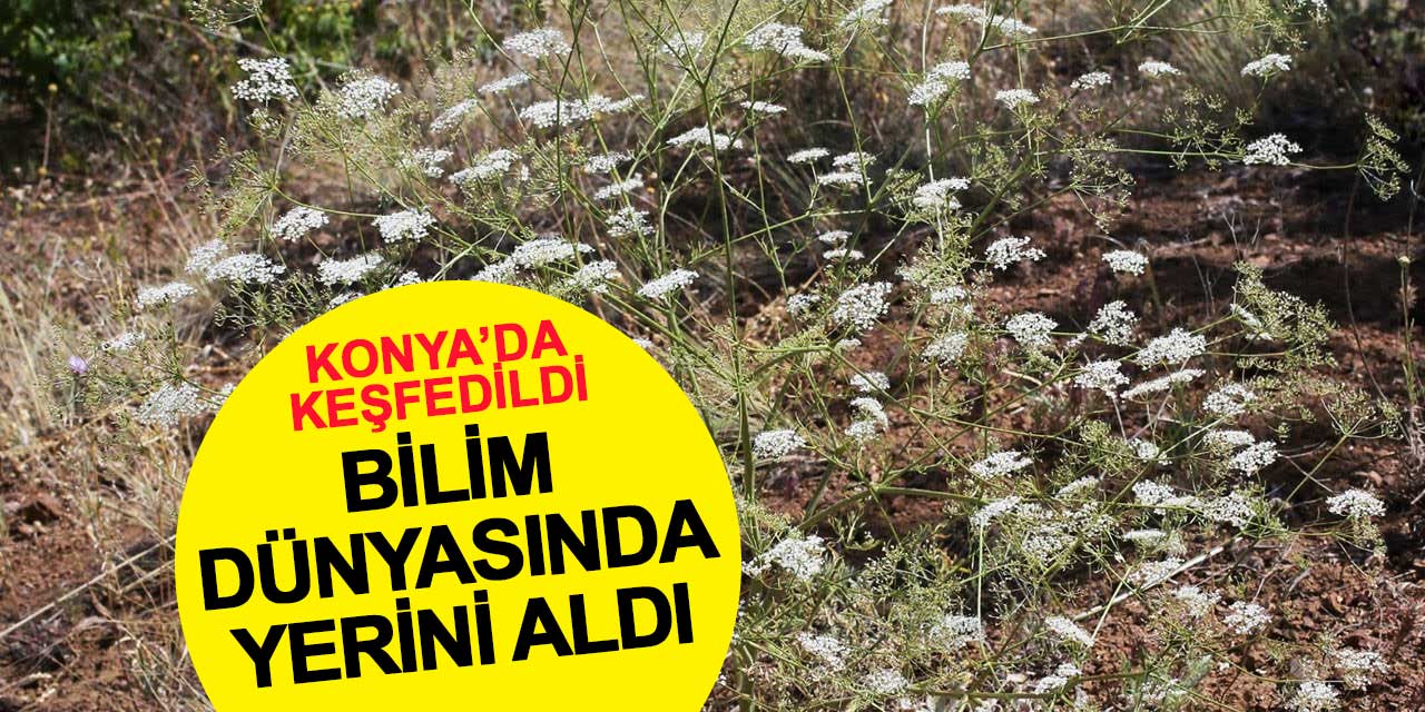 Konya’da keşfedildi, bilim dünyasında “Can Anasonu” olarak yerini aldı