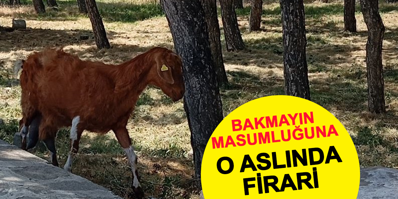 Bakmayın masumluklarına onlar aslında firari