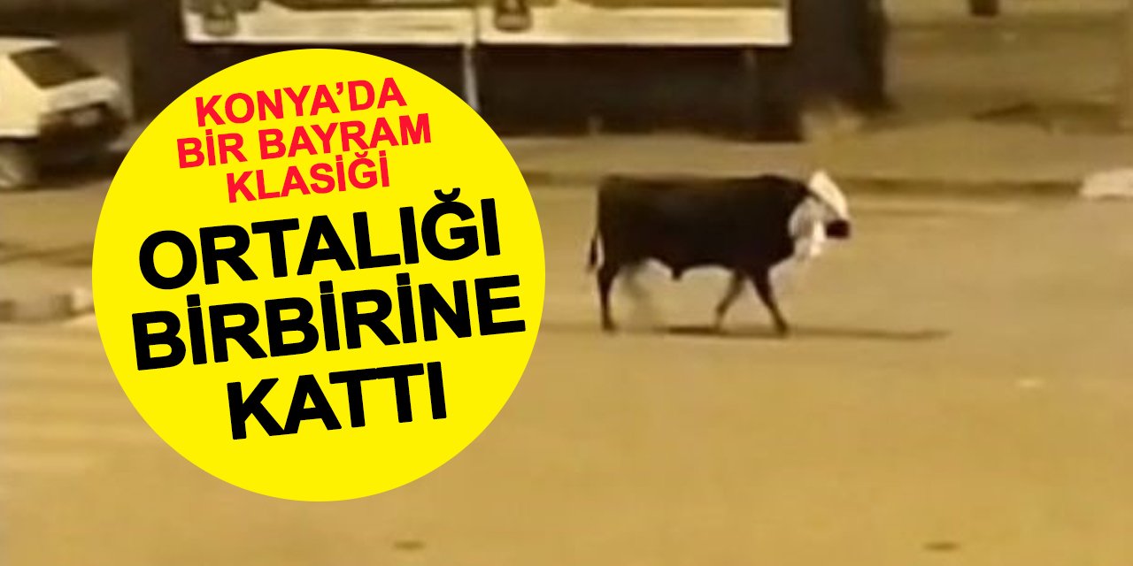 Konya'da ortalığı birbirine kattı
