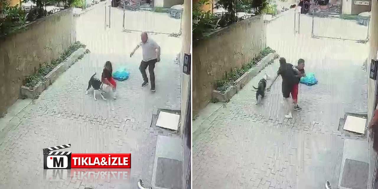 Pitbull sokakta oynayan çocuğa saldırdı: Dehşet anları kamerada