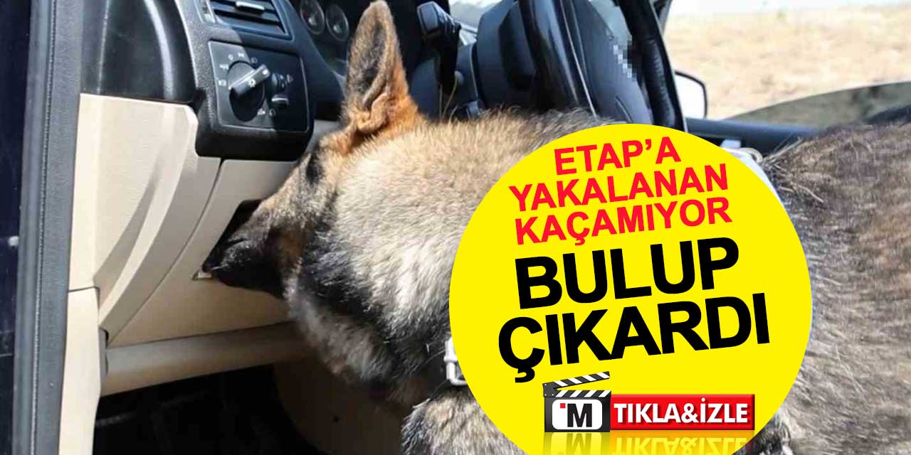 Etap'a yakalanan kurtulamıyor: Burnuyla buldu, patisiyle çıkardı