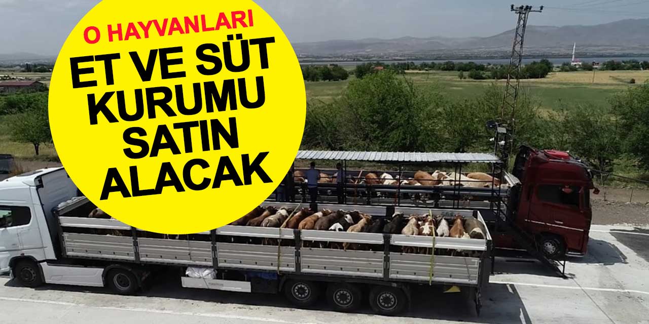 Kurban Pazarına Sevk Edilemeyen Hayvanları ESK Satın Alacak