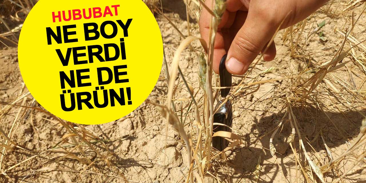 Hububat ne boy verdi ne de ürün!