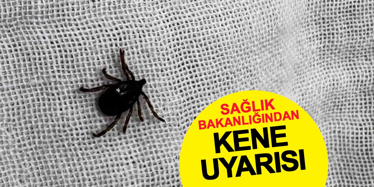 Sağlık Bakanlığı'ndan kene açıklaması
