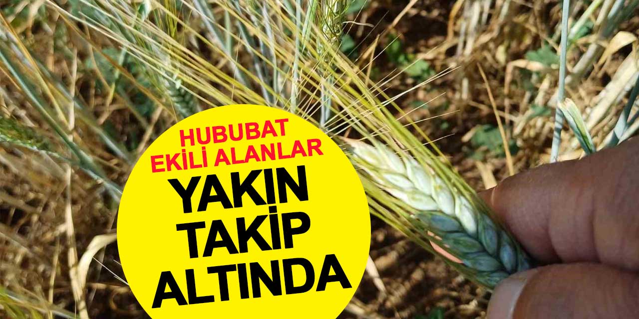 Hububat Ekili Alanlar Yakın Takip Altında