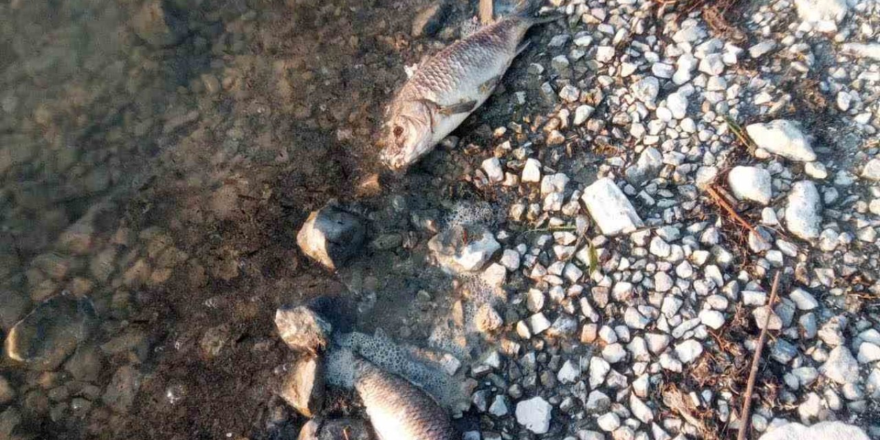 Eğirdir Gölü kıyısında yüzlerce ölü sazan bulundu