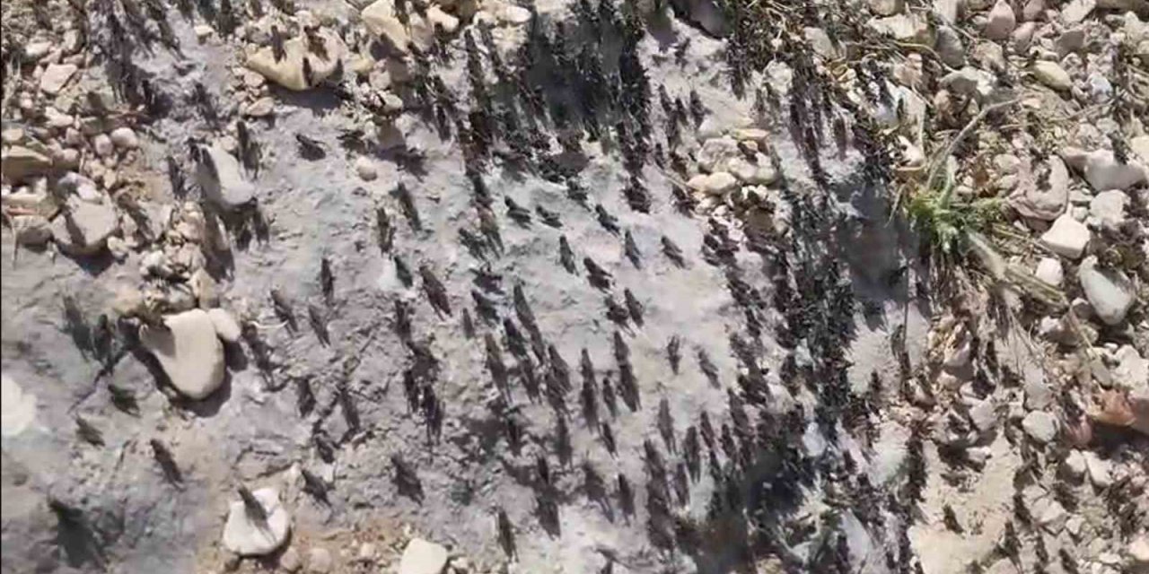 Gelesandra Yaylası’nda Çekirge İstilası: Yayla Sakinleri Yeşile Hasret Kalabilir