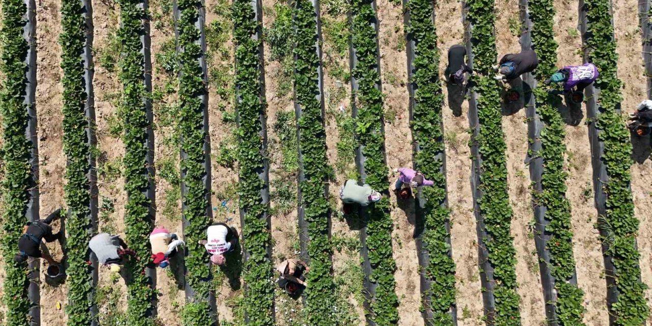 Kkırmızı elmas’ta yılın ilk hasadı