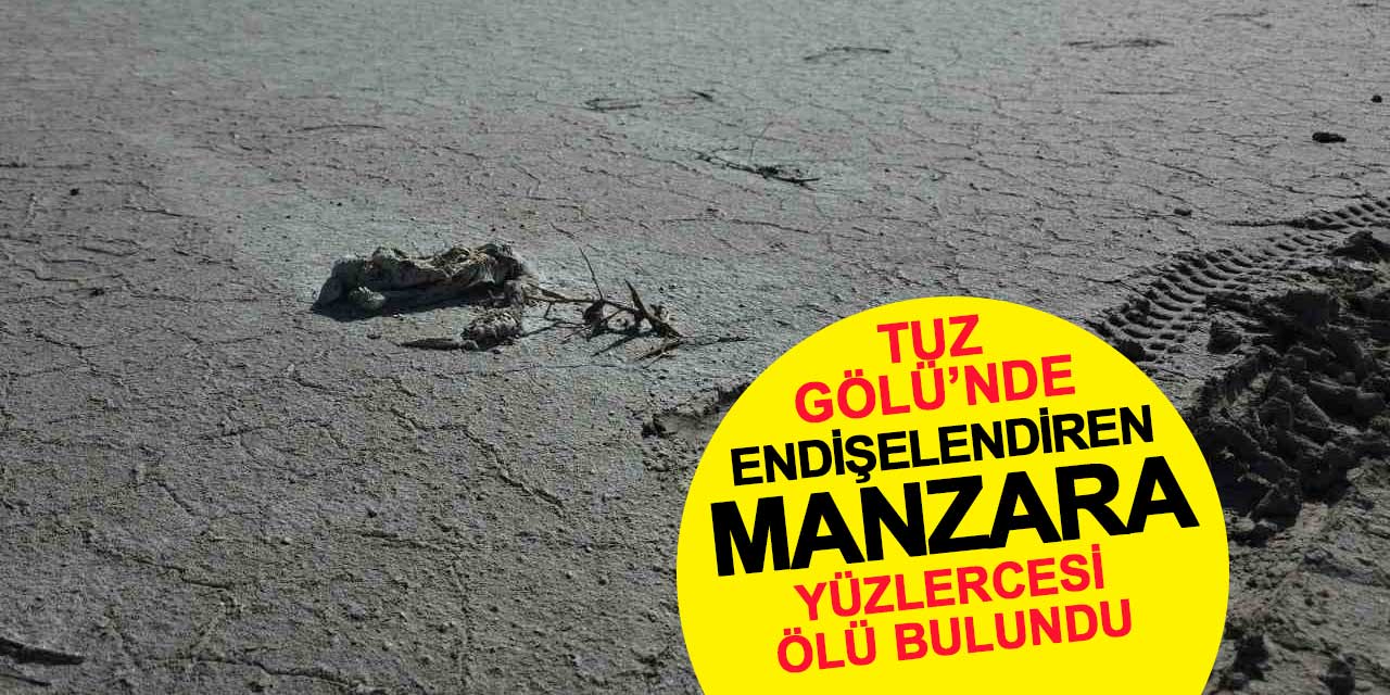 Tuz Gölü’nde endişelendiren manzara: Yüzlerce flamingo ölü bulundu