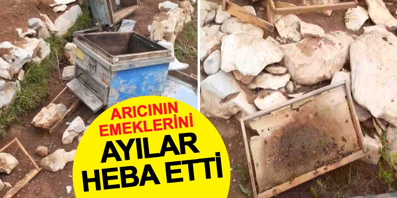 Ayılar kovanları parçaladı, arılar telef oldu