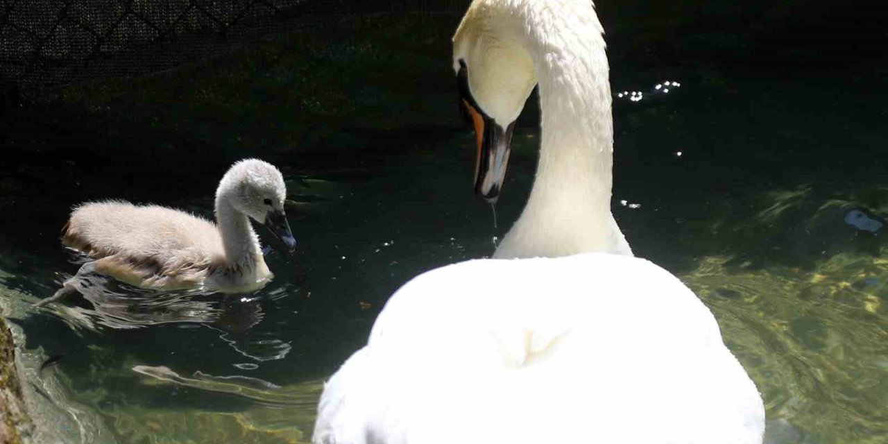 Kuğulu Park'ta Beyaz Kuğu Sevinci