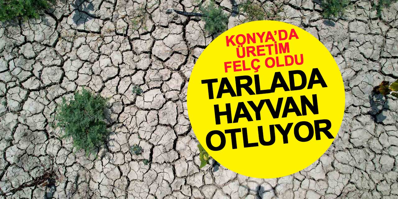 Konya'da üretim felç oldu: Tarlalarda hayvan otluyor
