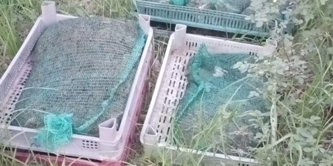 Kaçak kurbağa avcılarına jandarma operasyonu: 133 kilo kurbağa ele geçirildi