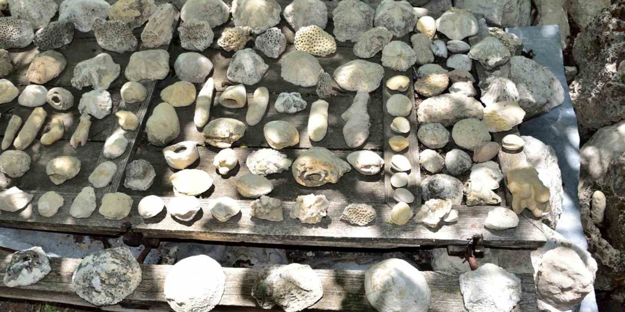 Mut’ta Fosil Araştırmaları Başladı: Doğa Müzesi Kurulacak