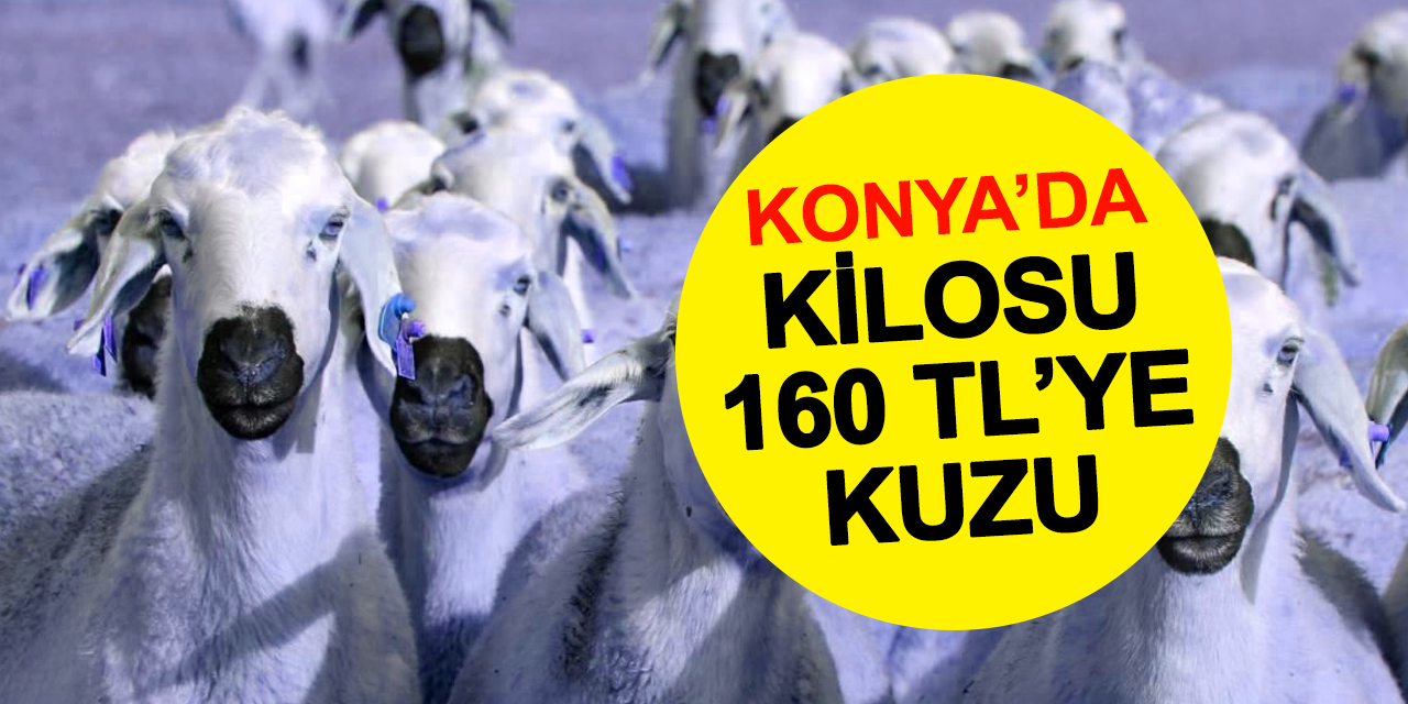 Konya'daki işletme kilosu 160 TL'ye koyun satıyor