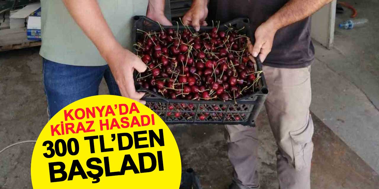 Konya'da Kiraz Hasadı 300 TL'den Başladı: Rekoltede Büyük Düşüş