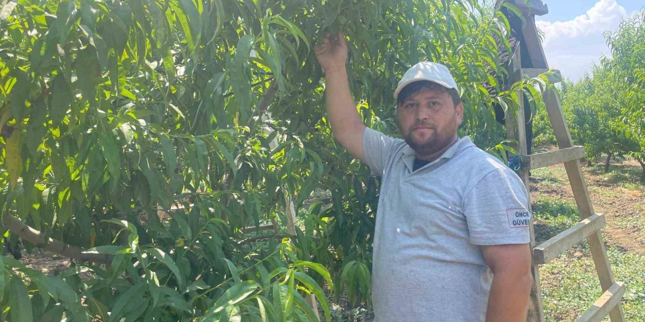 Kaliteli Meyve İçin Seyreltme Mesaisi: Günlük Yevmiye 1200 Lira