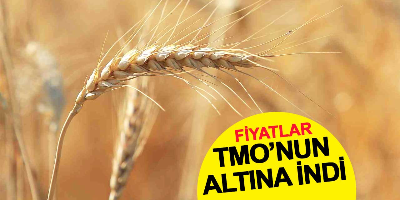Ekmeklik buğday yükseldi, makarnalık buğday ve arpa düştü