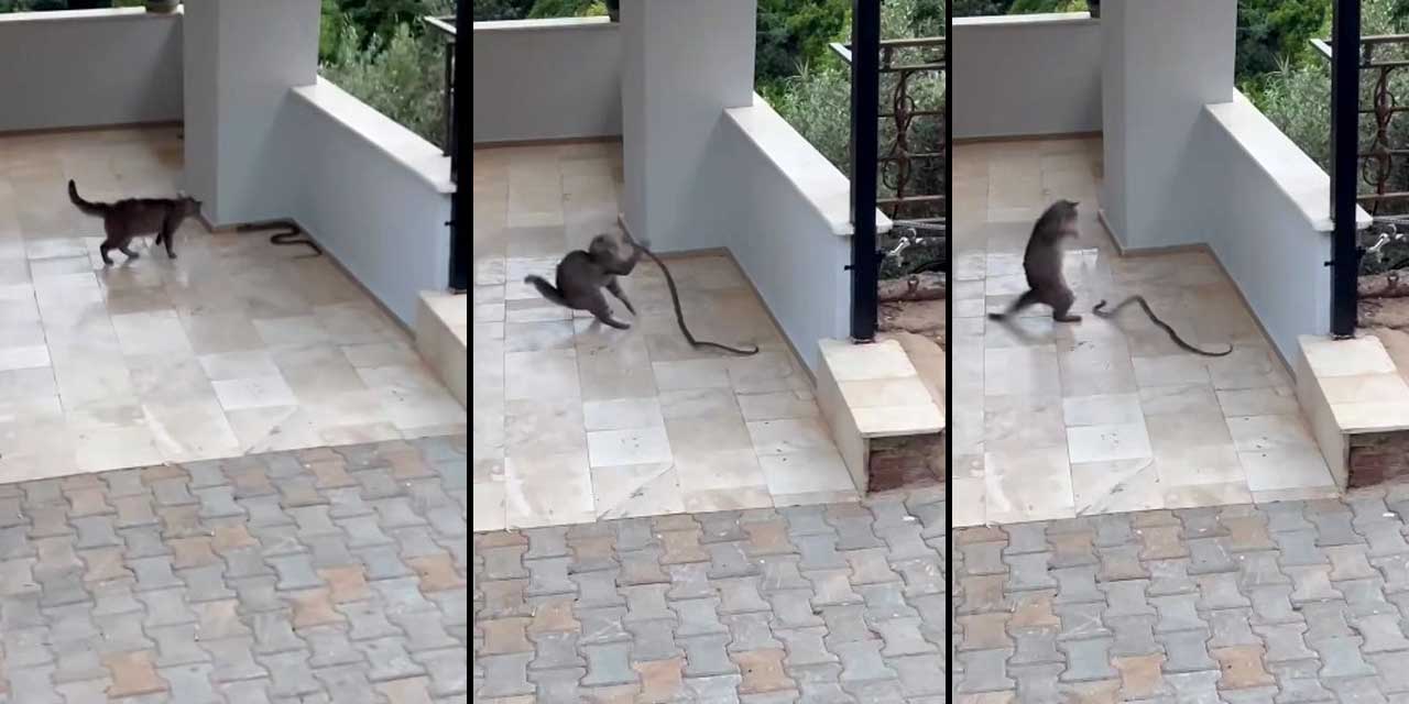 Sokak kedisi yılana kafa tuttu