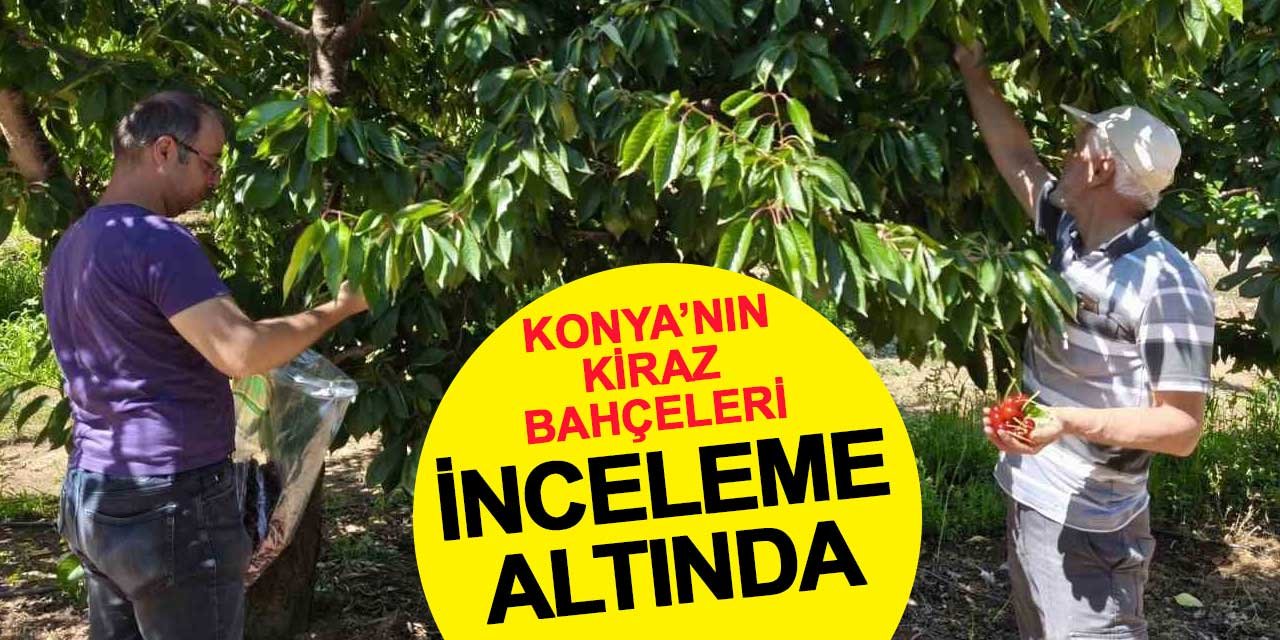 Beyşehir’de Kiraz Bahçelerinde Pestisit Kalıntısı Taraması