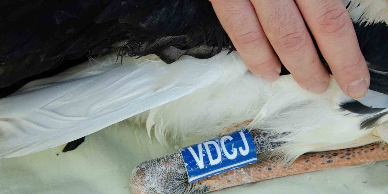 Yaren leyleğin 4 yavrusu uydu takibine alındı