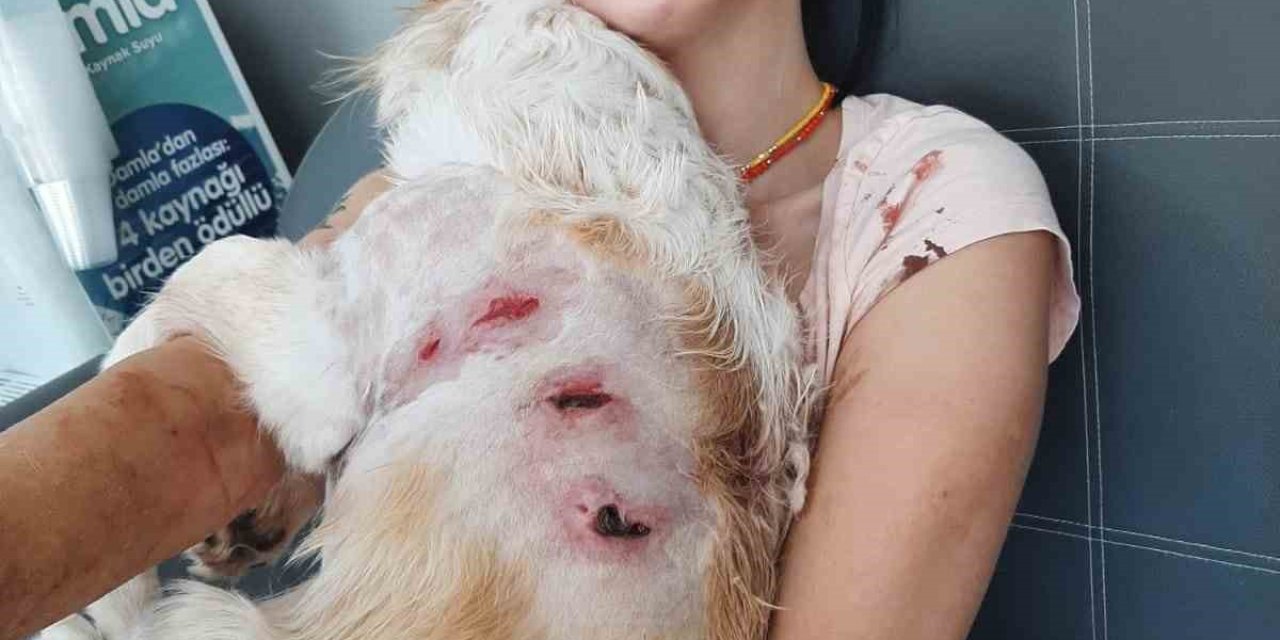 Köpeğiyle gezen genç kadına kangal saldırdı