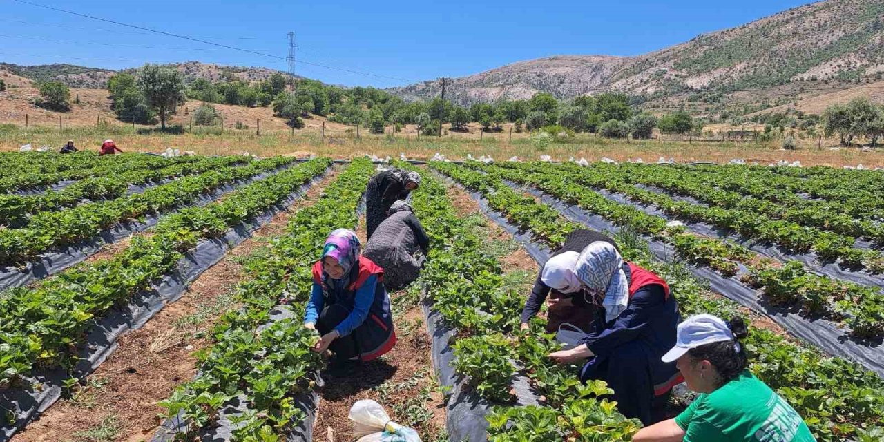Çiftçinin Yüzü Gülecek: Barajlar Doldu, Destek Paketi Hazır