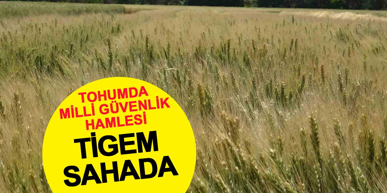 Her Dört Hububat Tohumundan Biri TİGEM'den