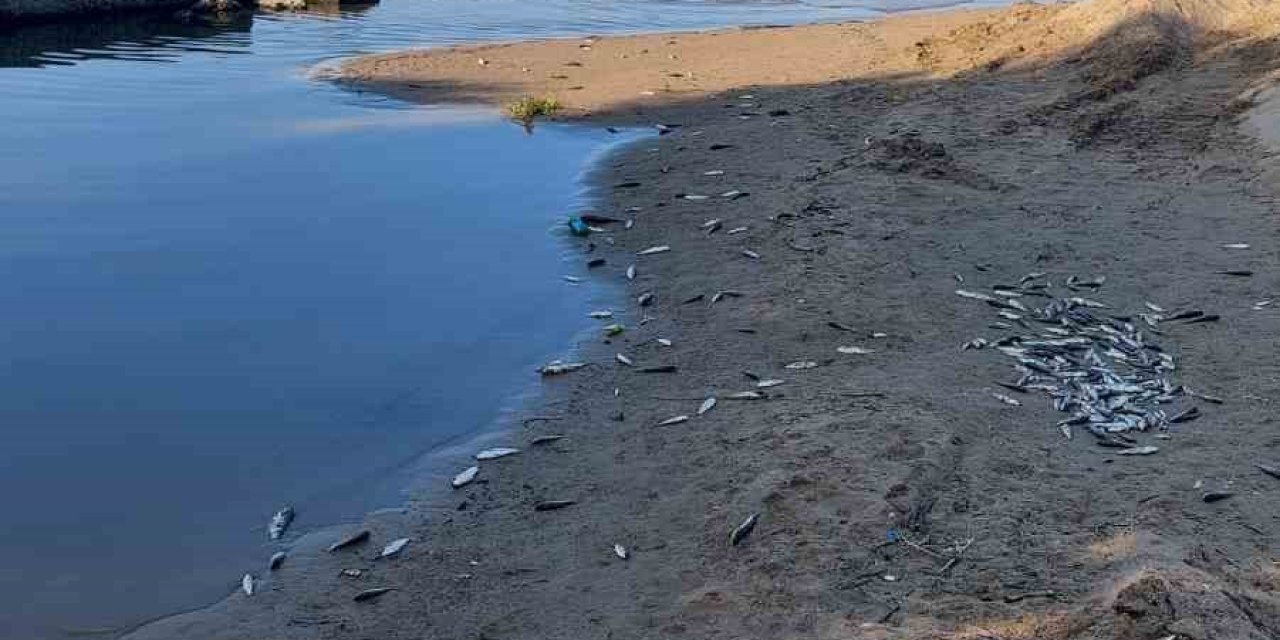 Manavgat'ta su kanalında toplu balık ölümleri: Kimyasal atık şüphesi