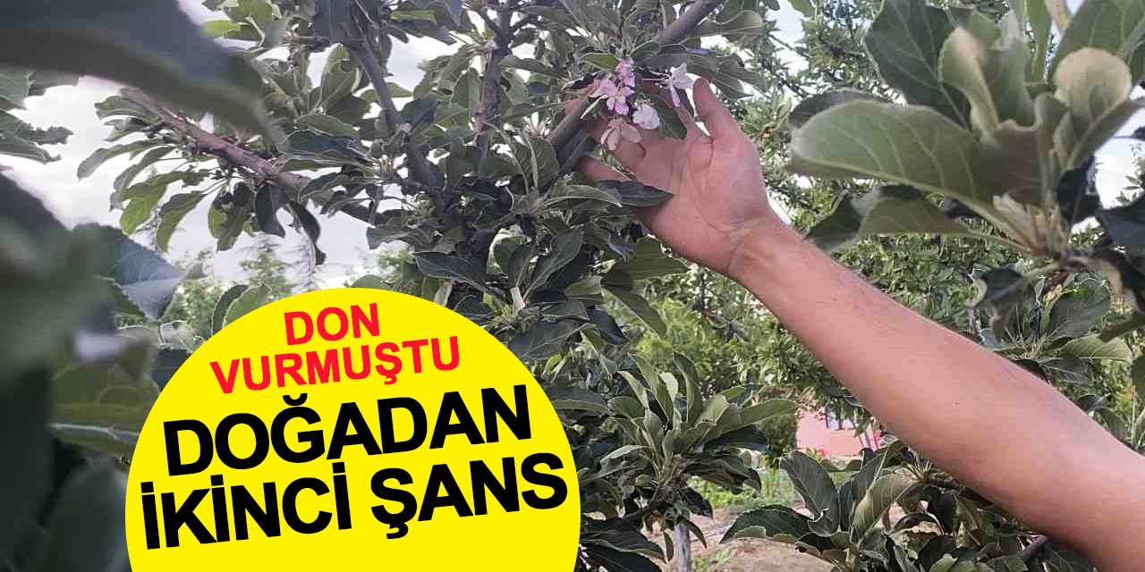 Çiçek açan elma ağacı, donun vurduğu bahçeye umut oldu