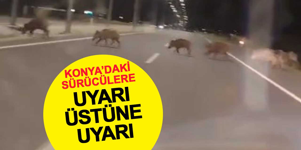 Konya’da Kara Yollarında Yaban Domuzu Tehlikesi: Sürücülere Uyarı Üstüne Uyarı