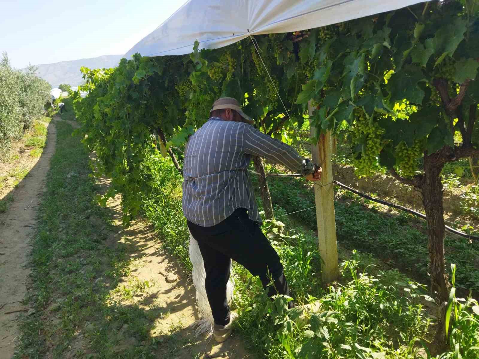 Manisa'da bağlar 3 kelimeyle korunuyor